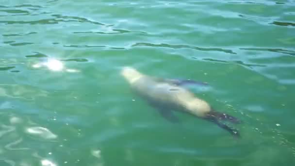 Sudáfrica Seal Jugando Brillante Océano Puerto — Vídeo de stock