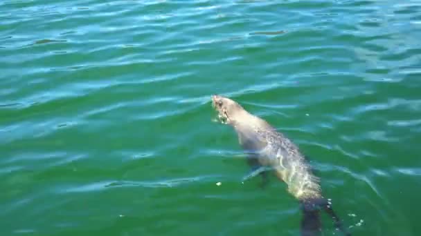 Republika Południowej Afryki Uszczelnienie Grając Ocean Musujące Harbour — Wideo stockowe