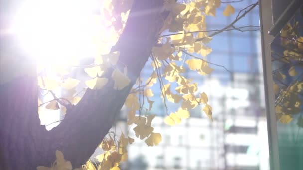 Otoño Amarillo Deja Árbol Sol Llamarada Ciudad Edificios — Vídeo de stock