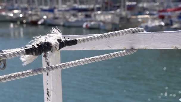 Yatchs Seal Island Harbour Atrakcja Turystyczna Pobliżu Kapsztadu Słoneczna Pogoda — Wideo stockowe