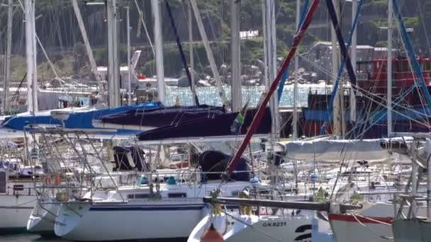 False Bay África Sul Jan 2019 Yatchs Seal Island Harbour — Vídeo de Stock