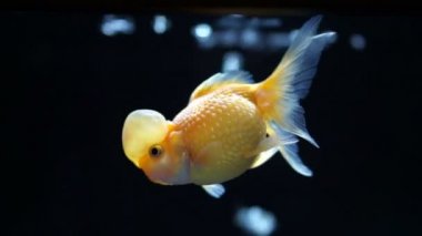 Turuncu Ve Beyaz Oranda Japon Balığı Tank Siyah Su Arka Yüz