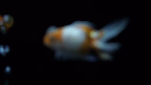 Orange White Oranda Goldfish Swim Tank Black Water Background — стоковое видео