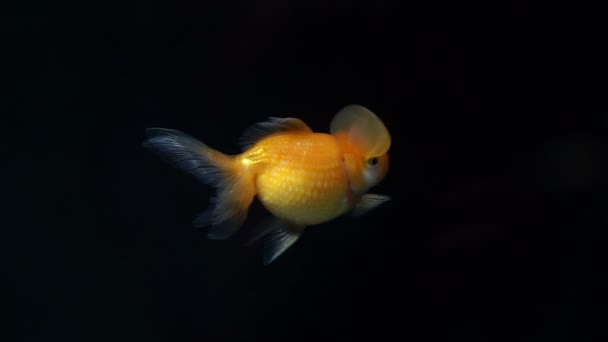 Orange Oranda Goldfish Simma Till Tank Edge — Stockvideo