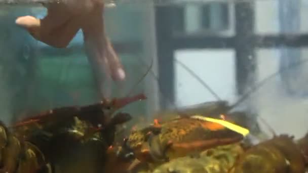 Hände Pflücken Frischen Kanadischen Hummer Restauranttank Zum Kochen — Stockvideo