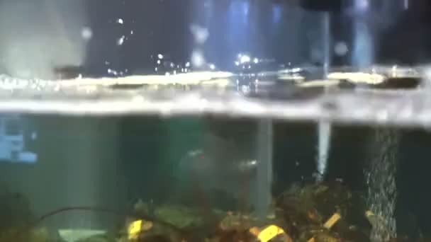 Lagosta Viva Tanque Restaurante Frutos Mar Frescos — Vídeo de Stock