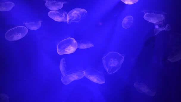 Drijvende Kwallen Aquarium Licht Oceaan Leven — Stockvideo