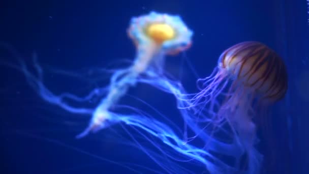 Poison Long Tentacles Jellyfish Aquarium Sea Close — Stock Video