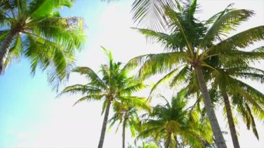 Palmiye hindistan cevizi ağaçları tropikal gökyüzü arka plan düşük açı spin kamera yavaş hareket