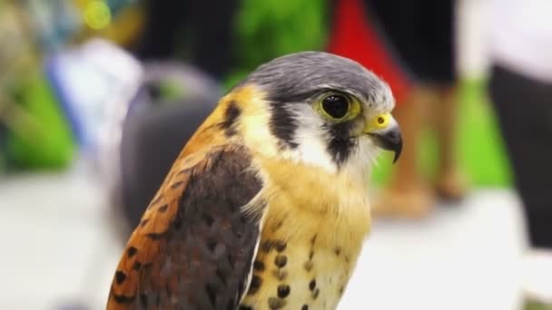 Kleine Falcon Close Schot Huisdier Show — Stockvideo