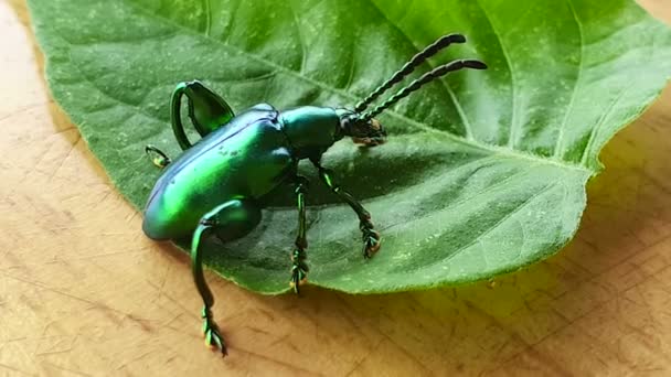 Makro Video Juwelenkäfer Auf Grünem Blatt Glänzendes Buntes Insekt — Stockvideo