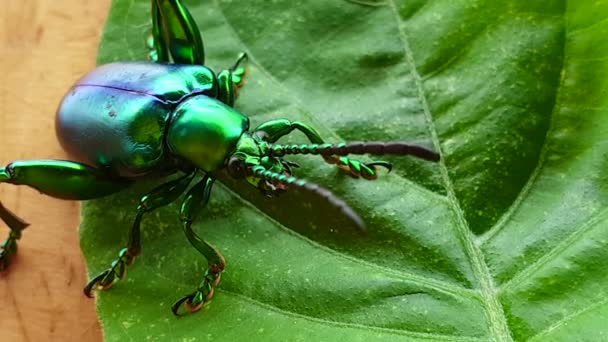 Macro Video Joya Escarabajo Hoja Verde Brillante Insecto Coloful — Vídeo de stock