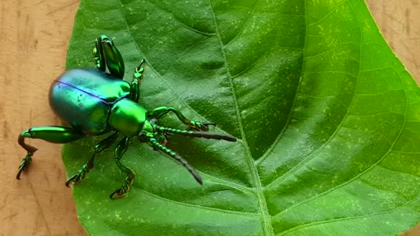 緑の葉光沢のあるコロフール昆虫のマクロビデオ宝石カブトムシ — ストック動画