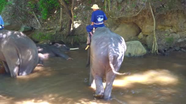 Chiang Mai Tailandia Junio 2019 Persona Lavando Elefante Río Antes — Vídeos de Stock