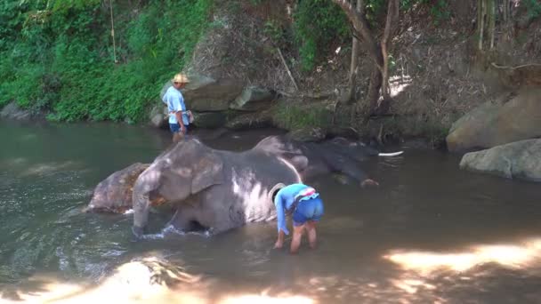 Chiang Mai Thailandia Giugno 2019 Persona Che Lava Elefante Nel — Video Stock