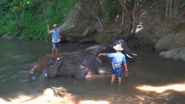 Chiang Mai Tailandia Junio 2019 Persona Lavando Elefante Río Antes — Vídeo de stock