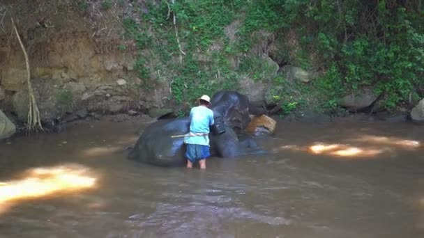 Чіангмай Таїланд Червня 2019 Людина Миття Слон Річці Перш Ніж — стокове відео