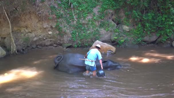 Chiang Mai Tailandia Junio 2019 Persona Lavando Elefante Río Antes — Vídeo de stock