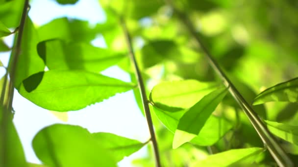 Yeşil Asma Duvar Düşük Açılı Dikey Bahçe Konsepti — Stok video