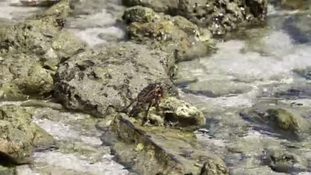 螃蟹在印度洋马尔代夫本土海洋野生动物 — 图库视频影像