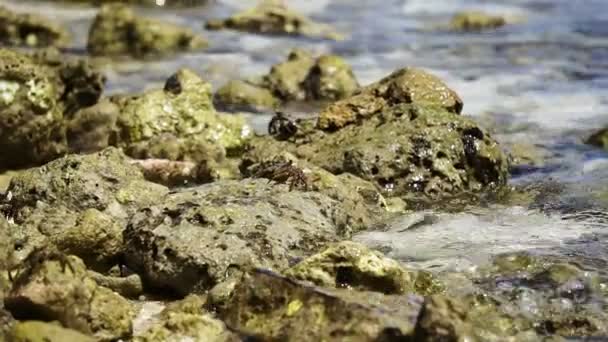 马尔代夫本地螃蟹在岩石和印度洋在慢动作拍摄 — 图库视频影像