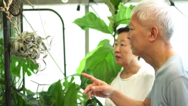 Asiatique Couple Âgé Plantation Espace Vert Intérieur Environnement Conservation — Video