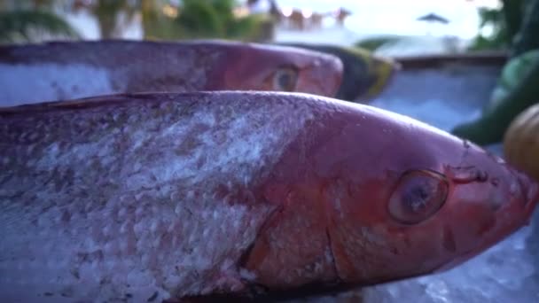 Pesci Freschi Cibo Nelle Maldive Resort Sul Ghiaccio — Video Stock