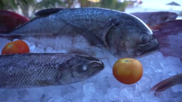 Peixes Frescos Para Comida Nas Maldivas Recorrem Gelo — Vídeo de Stock