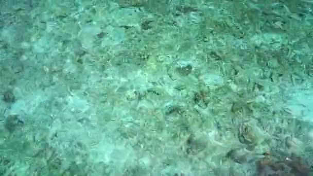 Clear Maldives Turqoiuse Zeewater Ondiepe Kust — Stockvideo