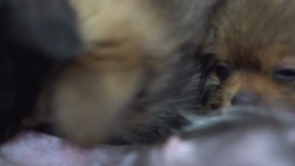 Küçük Yavru Lar Içme Anne Köpek Sütü Yiyor — Stok video