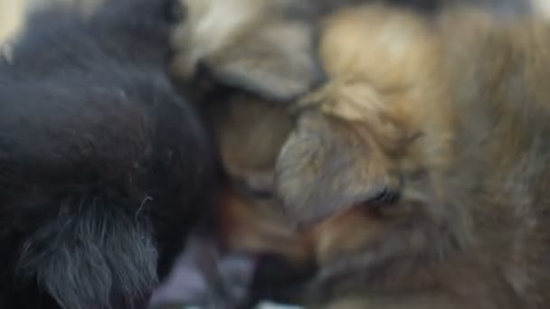 Cachorros Pequenos Comendo Bebendo Leite Cão Mãe — Vídeo de Stock