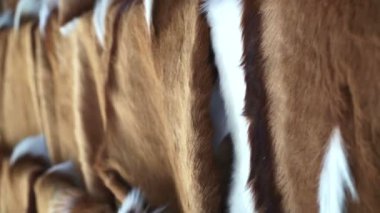Afrika springbok antilop geyik kürk hediyelik