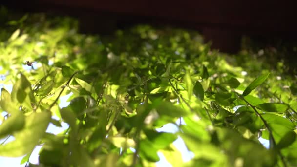 Grüne Hängende Pflanzenwand Senkrecht — Stockvideo
