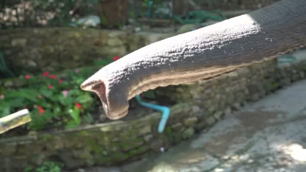 Hand Von Touristen Füttert Elefantenrüssel Mit Zuckerrohr — Stockvideo