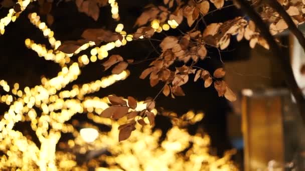 Japonés Navidad Noche Iluminación Árbol Romántico Vista — Vídeo de stock