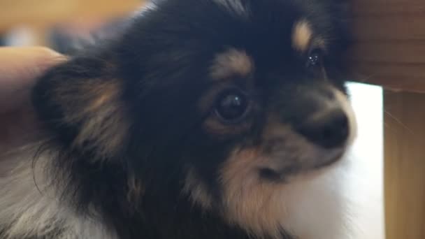 Cão Bonito Tem Mima Pelo Proprietário Perto — Vídeo de Stock