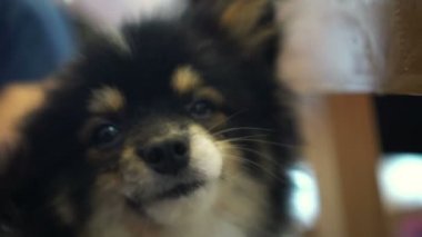 Sahibi kaşınıyor, köpeği sevgiyle okşuyor.