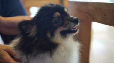 Sahipleri tarafından şımartılan mutlu şirin köpek.