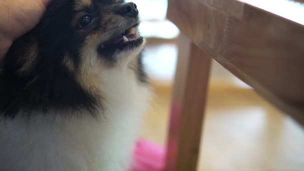 所有者によって甘やかされた幸せなかわいい犬 — ストック動画