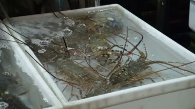Taze canlı deniz ürünleri büyük dikenli ıstakoz Phuket Tayland 'da satılıyor.