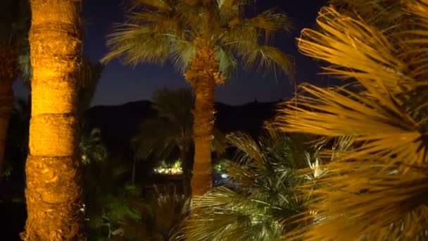 Palmeras Con Luz Ascendente Noche Hermoso Movimiento Escena Del Viento — Vídeo de stock