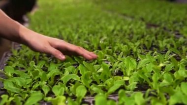 Çiftçi el, kapalı yeşil salata odasıyla ilgileniyor.