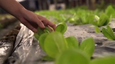 Çiftçi el, kapalı yeşil salata odasıyla ilgileniyor.