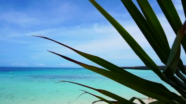 Maldiverna Hav Med Vind Vind Träd Förgrund Plan Kamera — Stockvideo