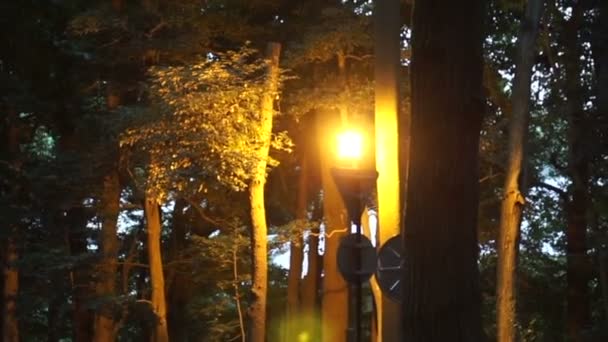 Luce Arancione Illuminata Nel Parco Foresta Scuro Sera — Video Stock