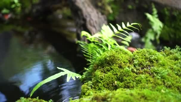 以美丽的河流和苔藓茂密的森林为背景的密闭蕨林热带茂密的自然 — 图库视频影像