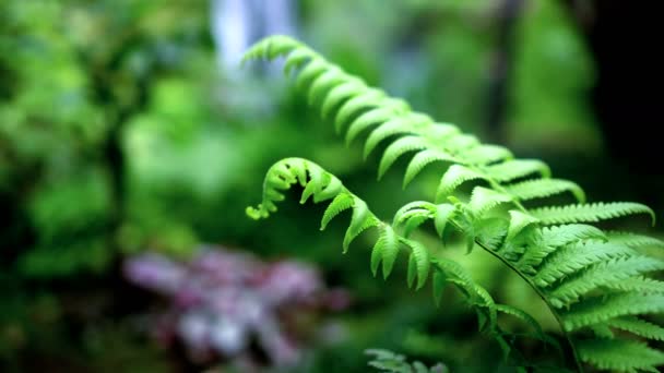 Fern Forest Tropical Jungle Close Green Lush Waterfall Background — Stock Video