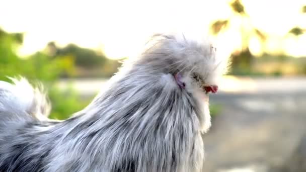 絹の鶏白灰色と赤の長い羽のクローズアップショットで朝の日差し — ストック動画