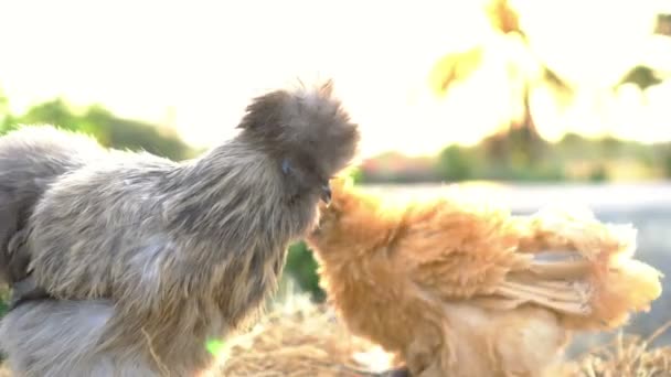 朝の太陽の下で農場のふわふわ家畜のシルキーチキンのペア — ストック動画