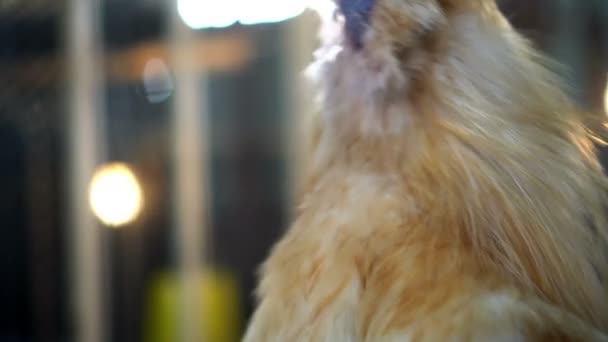 Animal Fresco Silkie Cabeça Frango Fechar Sol Manhã Retroiluminado — Vídeo de Stock